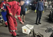 Dievakuasi Damkar, Ular Piton Turun dari Tebing Perumahan Mekarsari, Tiban